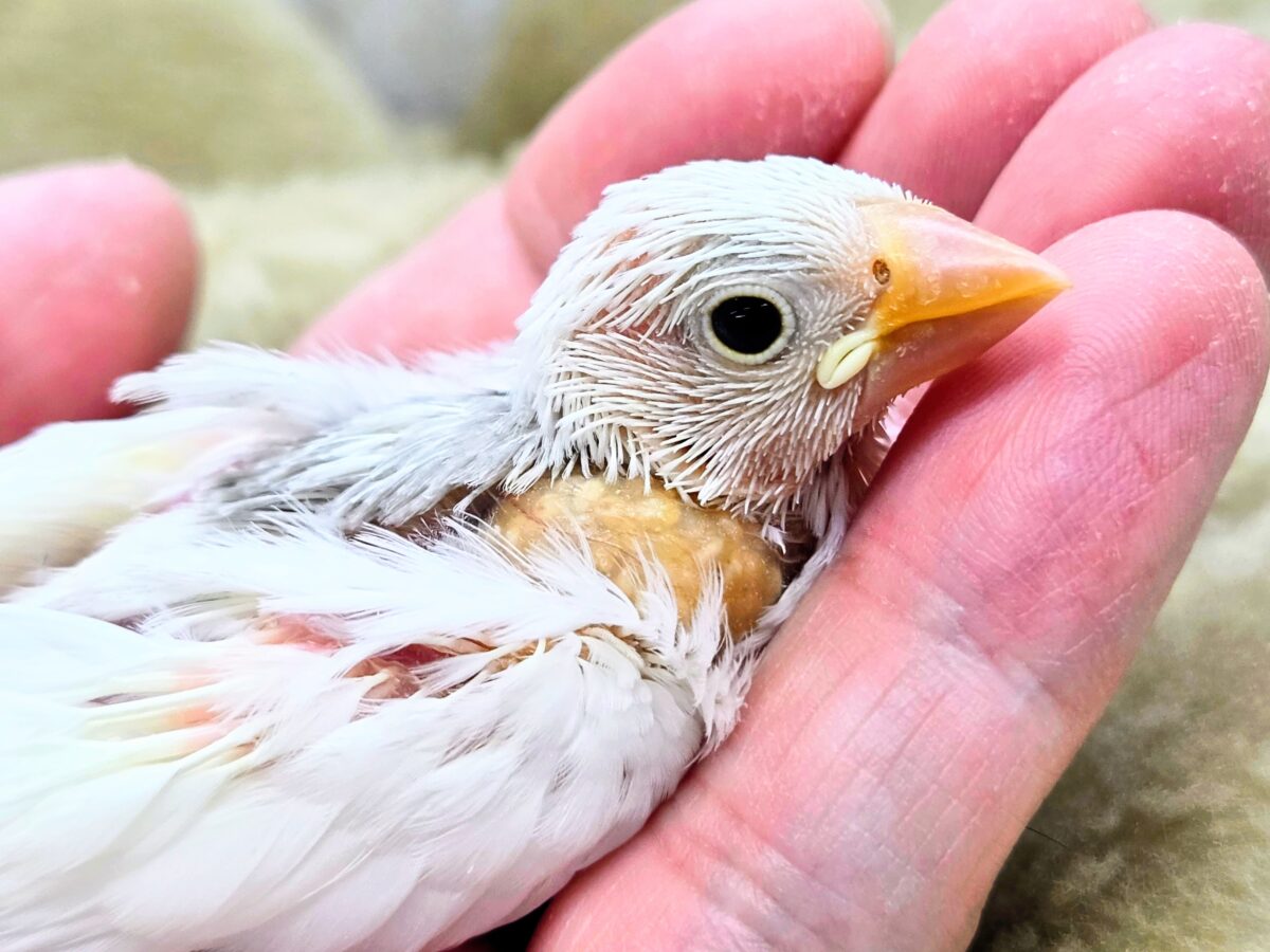 白文鳥