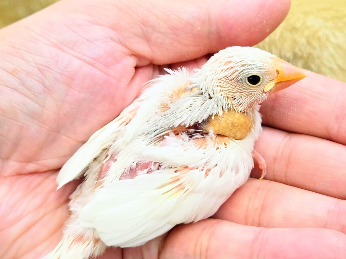 白文鳥