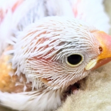 むーー。。白文鳥ーー