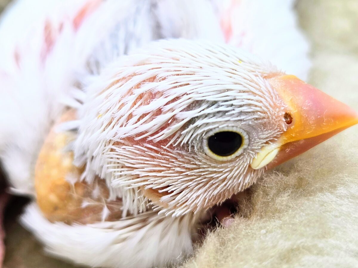 むーー。。白文鳥ーー