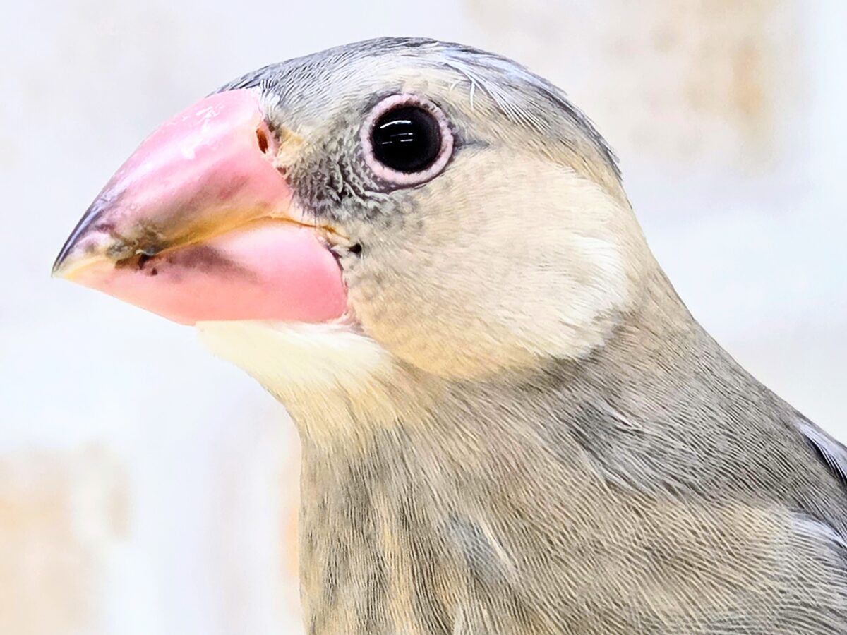 桜文鳥