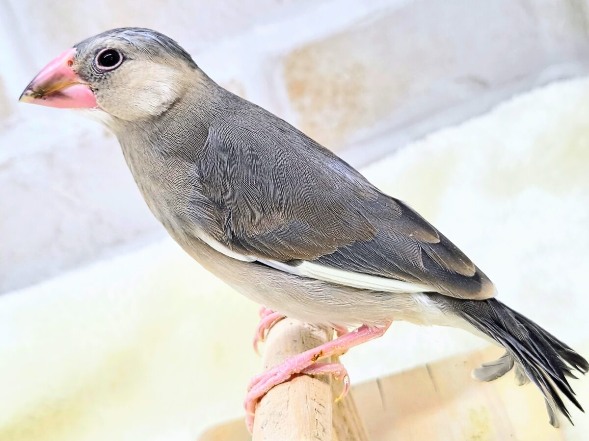 桜文鳥