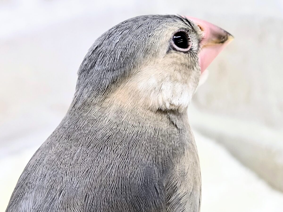 桜文鳥