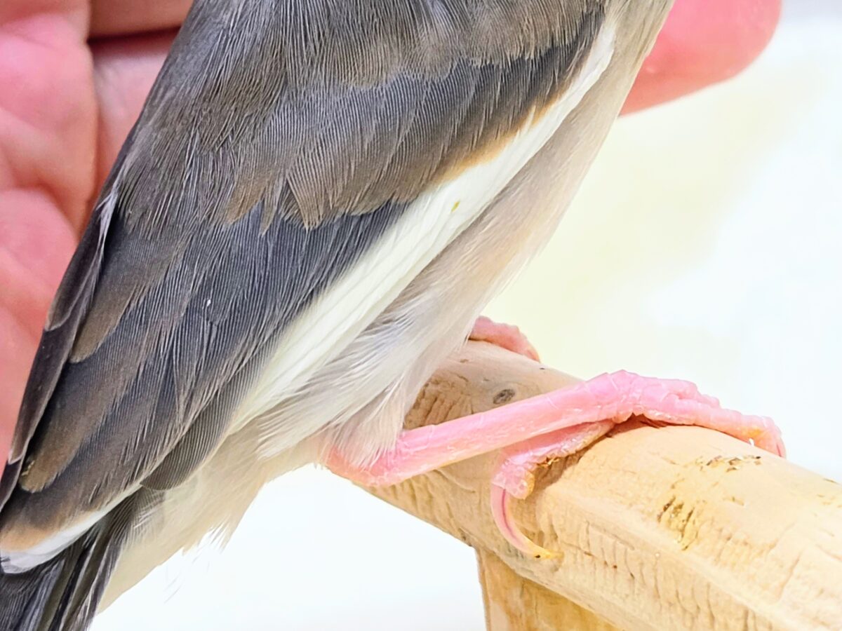 桜文鳥