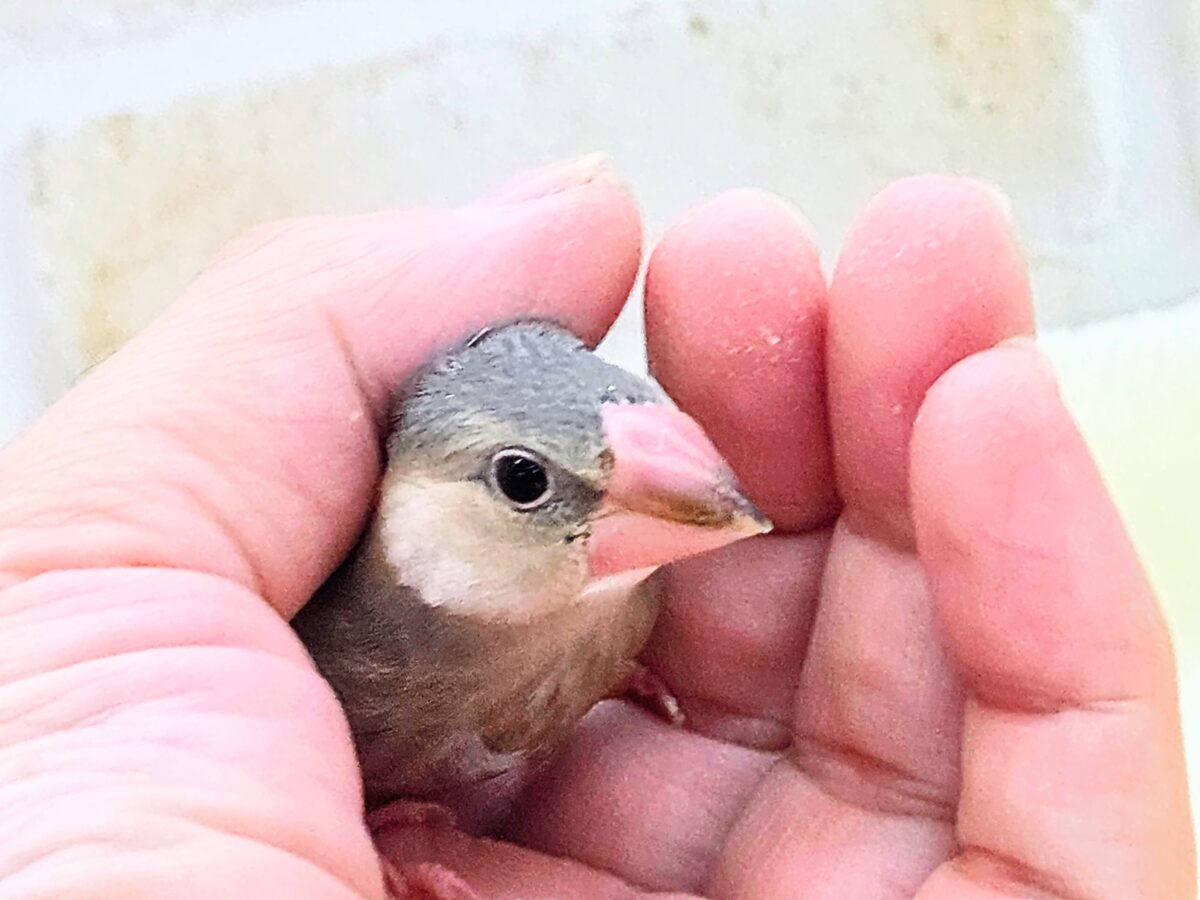 桜文鳥