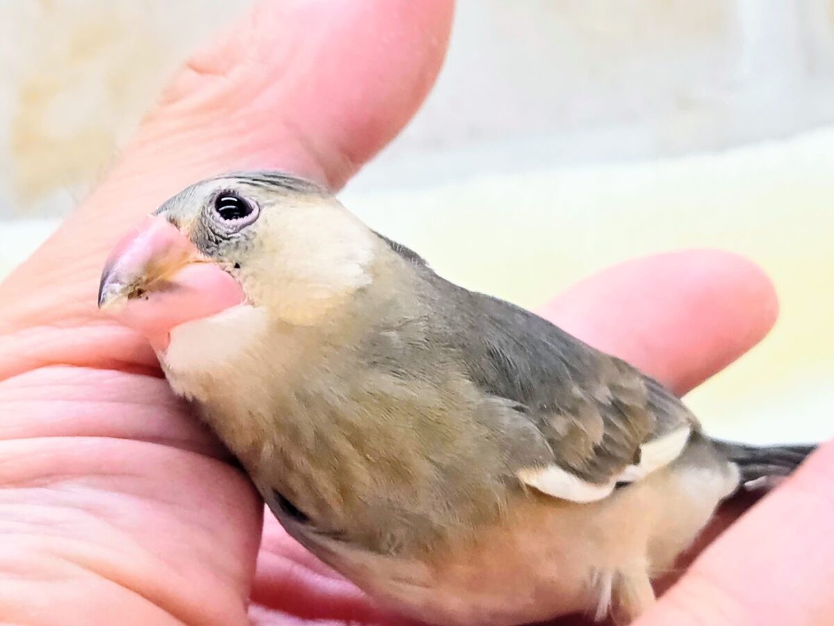 桜文鳥