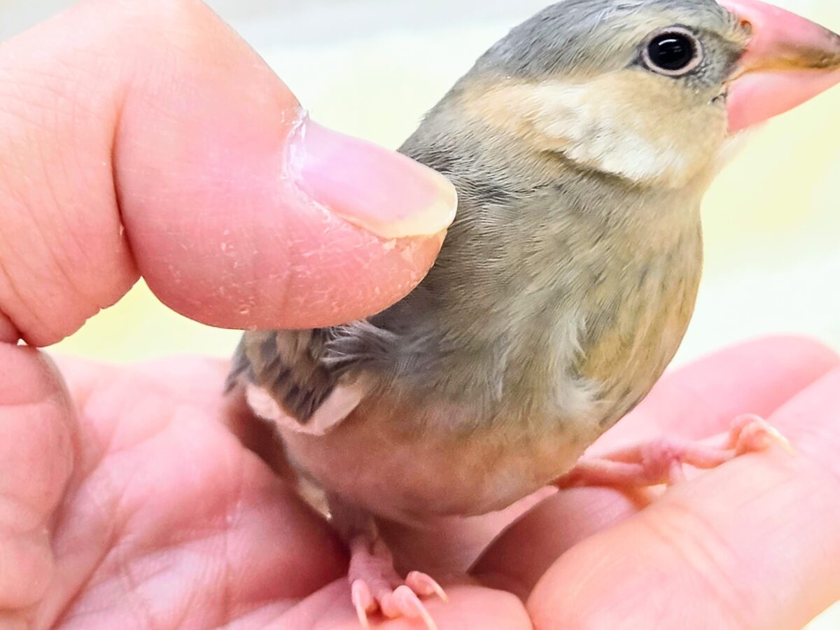 桜文鳥