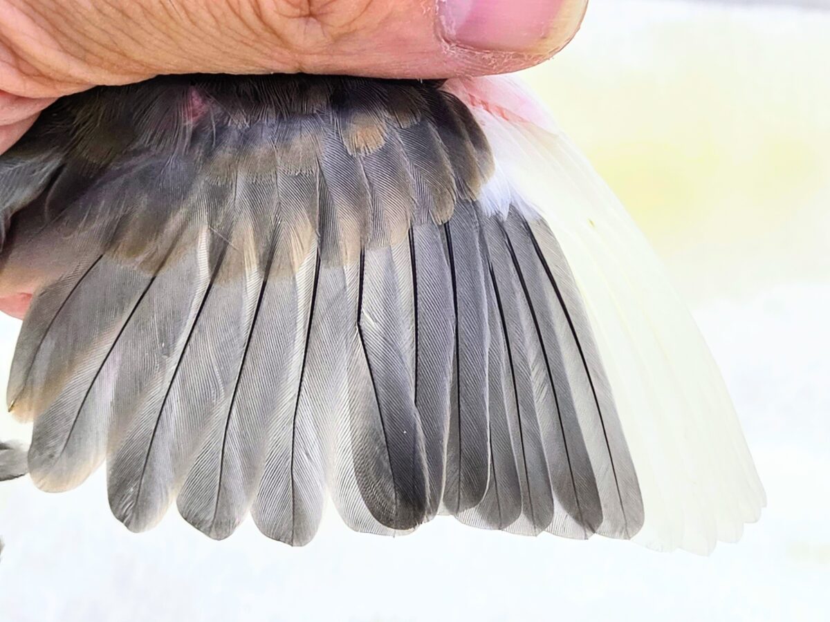 桜文鳥