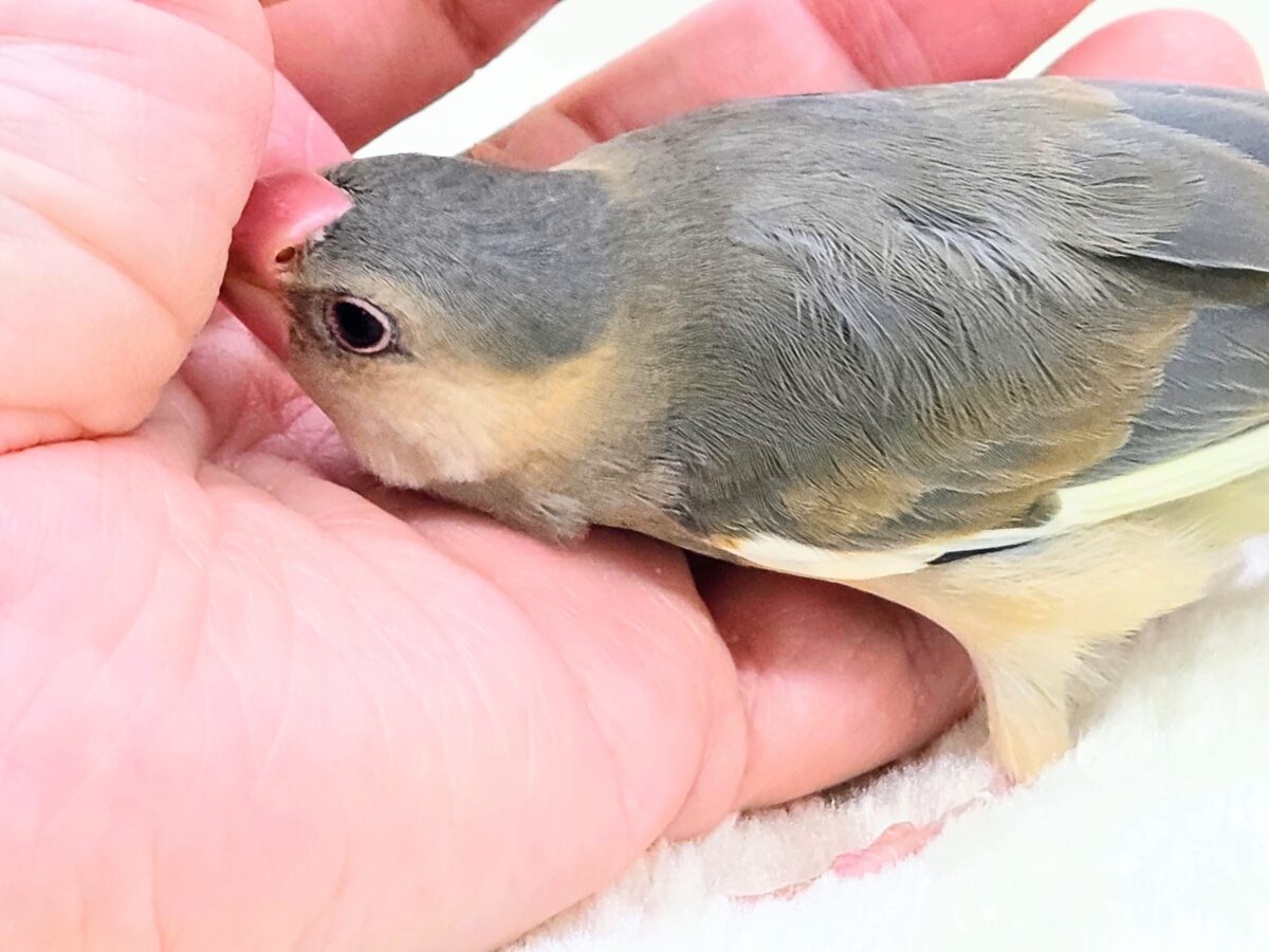 桜文鳥