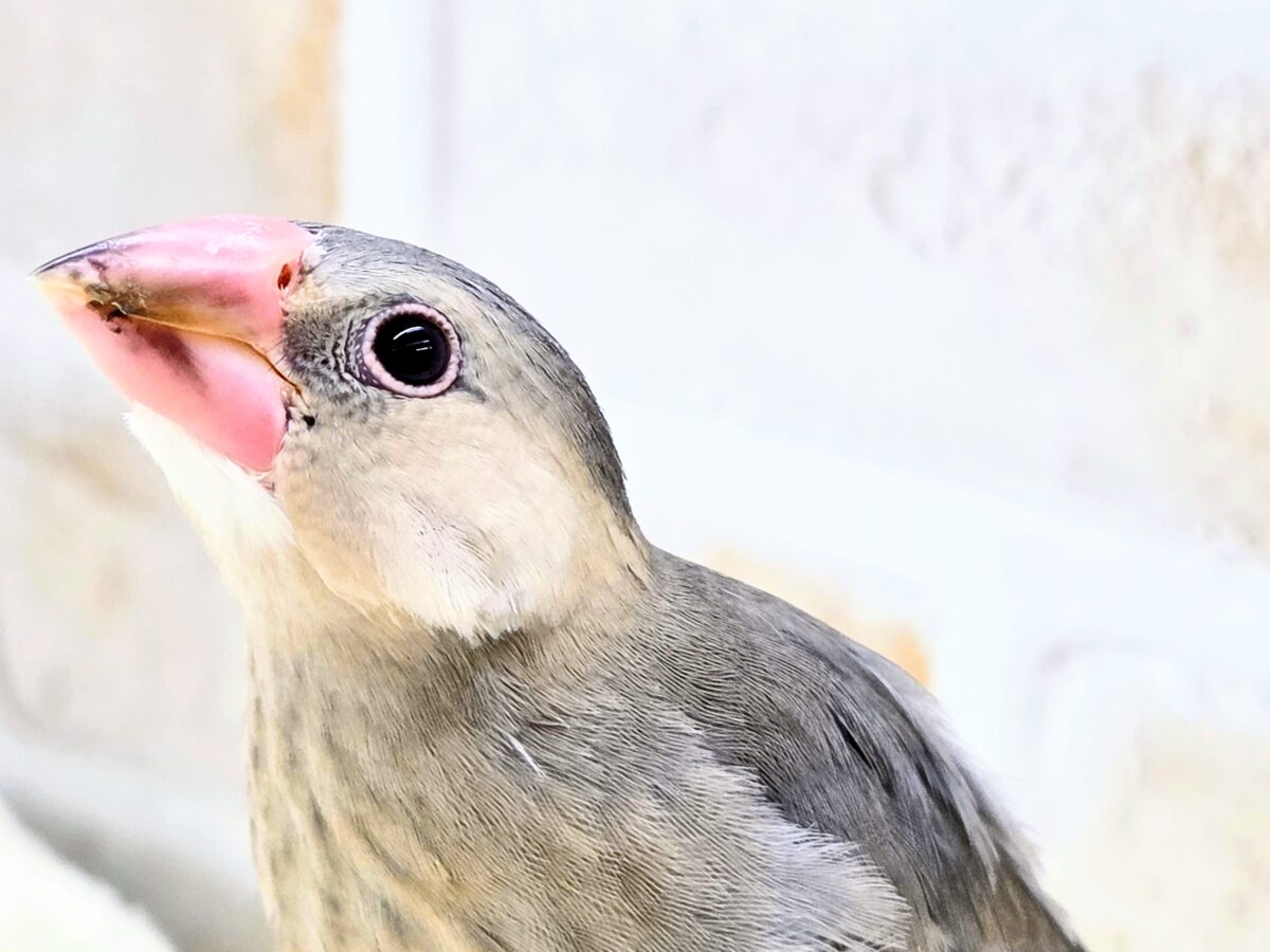 桜文鳥