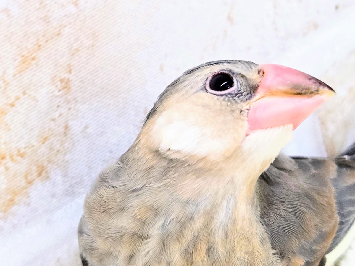 桜文鳥