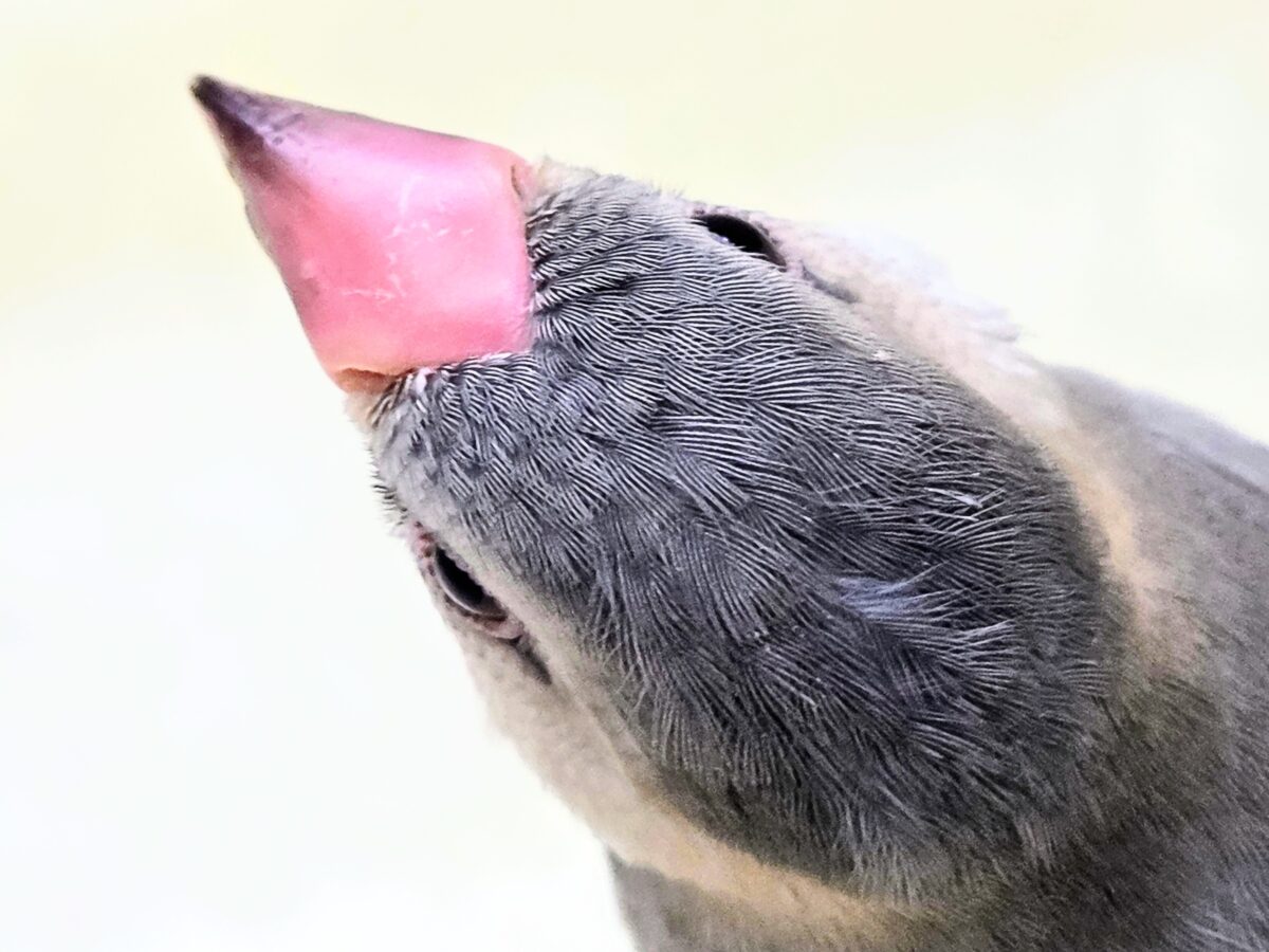 桜文鳥