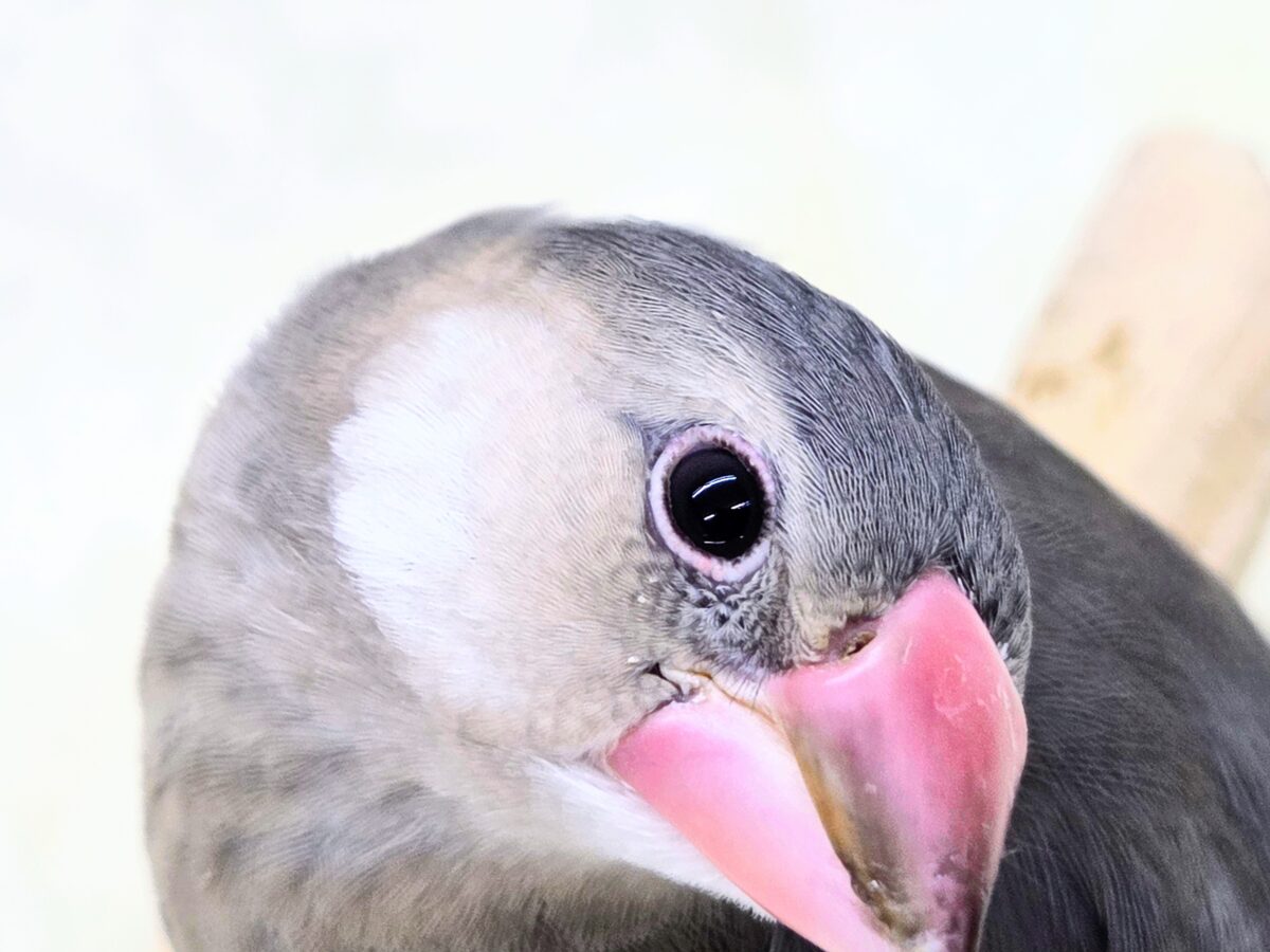 桜文鳥