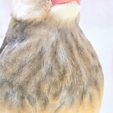 つたわりますか？？　わかりますか？？　桜○鳥～～
