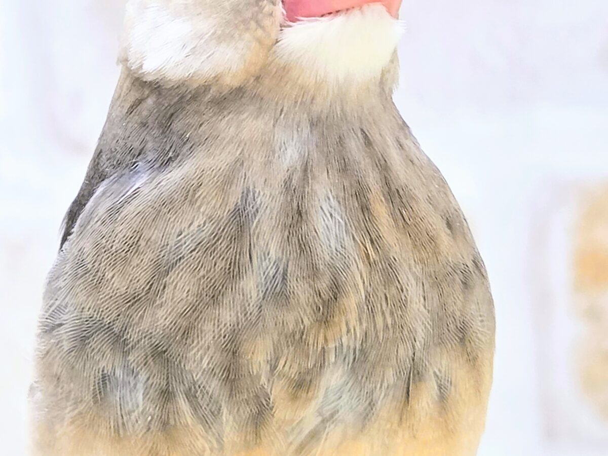 つたわりますか？？　わかりますか？？　桜○鳥～～