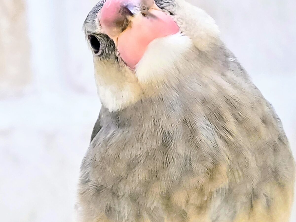 桜文鳥