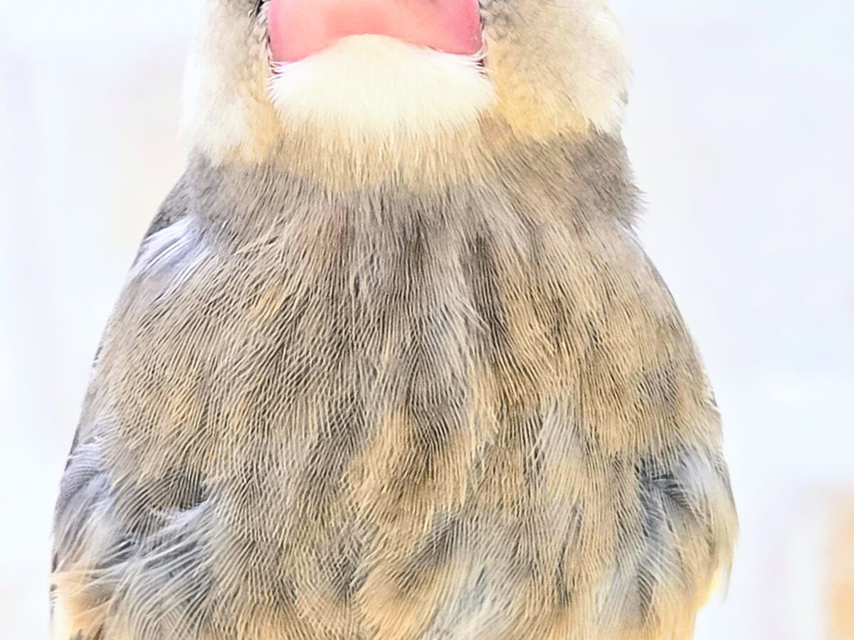 桜文鳥