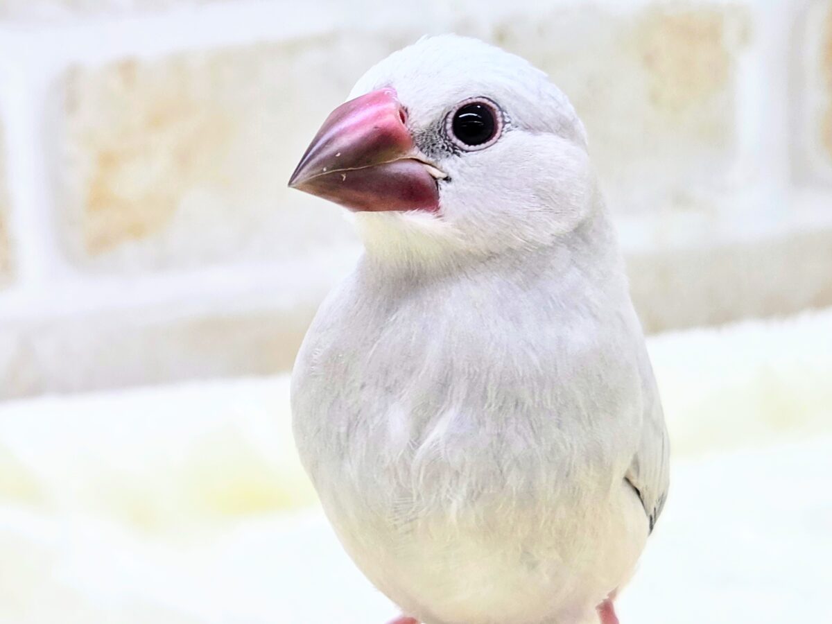 シルバー文鳥