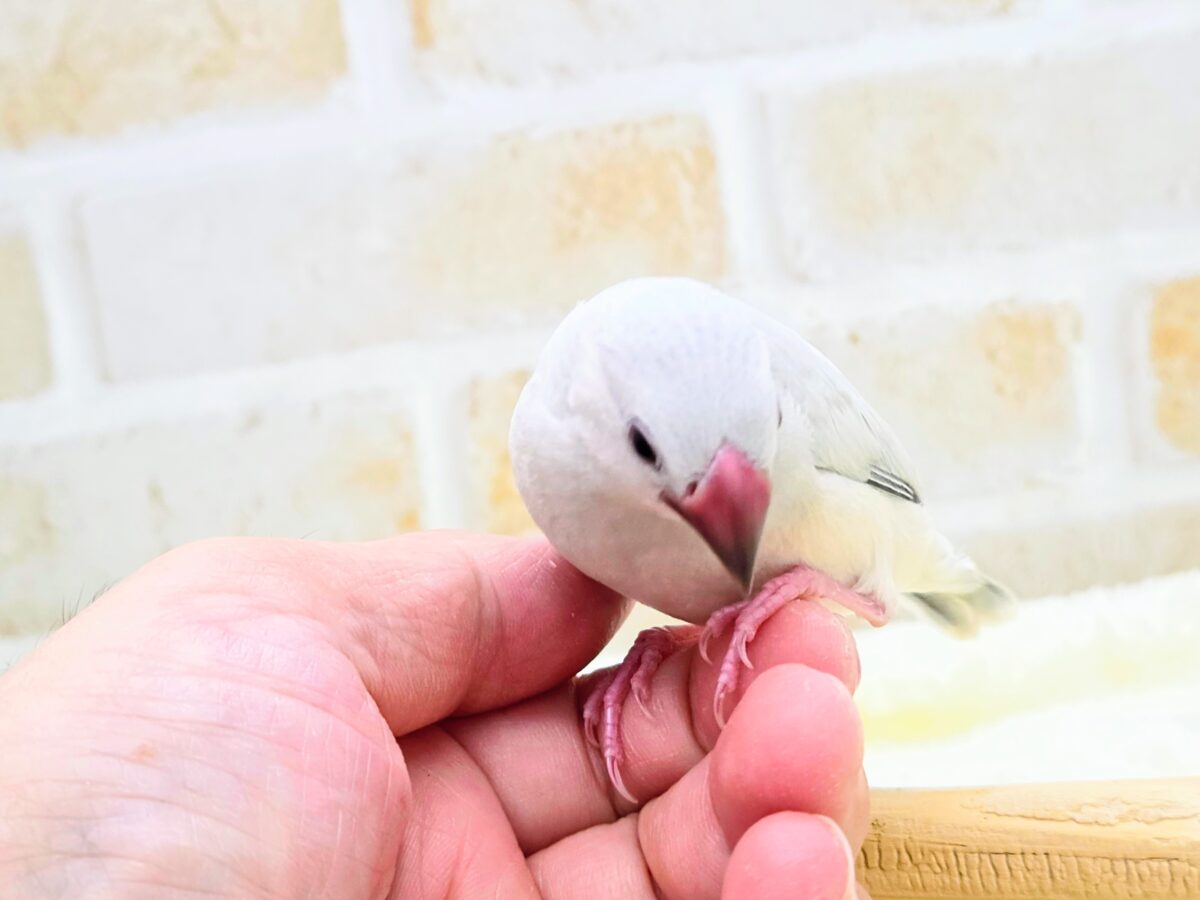 シルバー文鳥