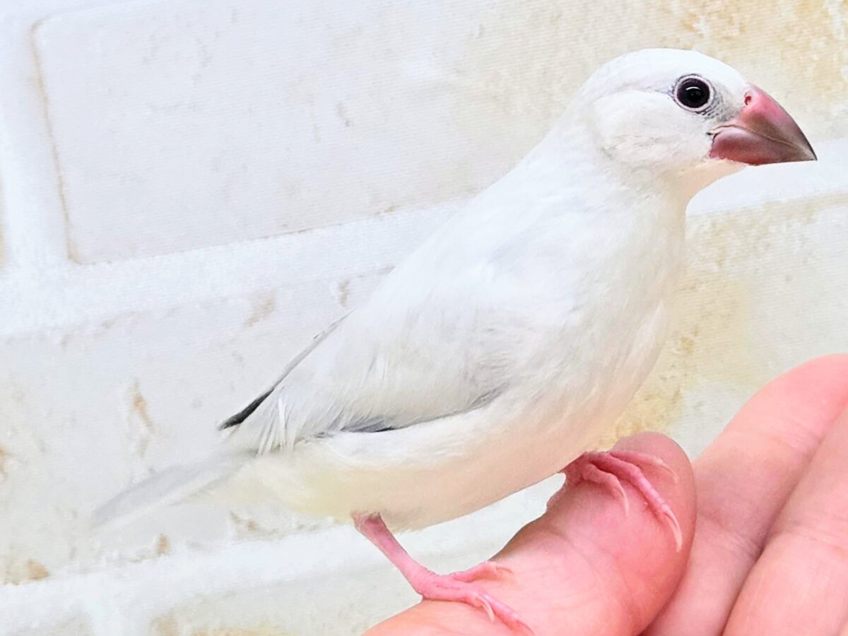 シルバー文鳥