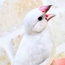 最新画像になります☆キリッとシルバー😎✨✨　シルバー文鳥
