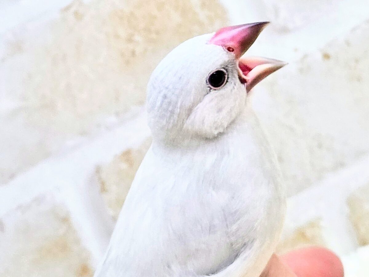 最新画像になります☆キリッとシルバー😎✨✨　シルバー文鳥