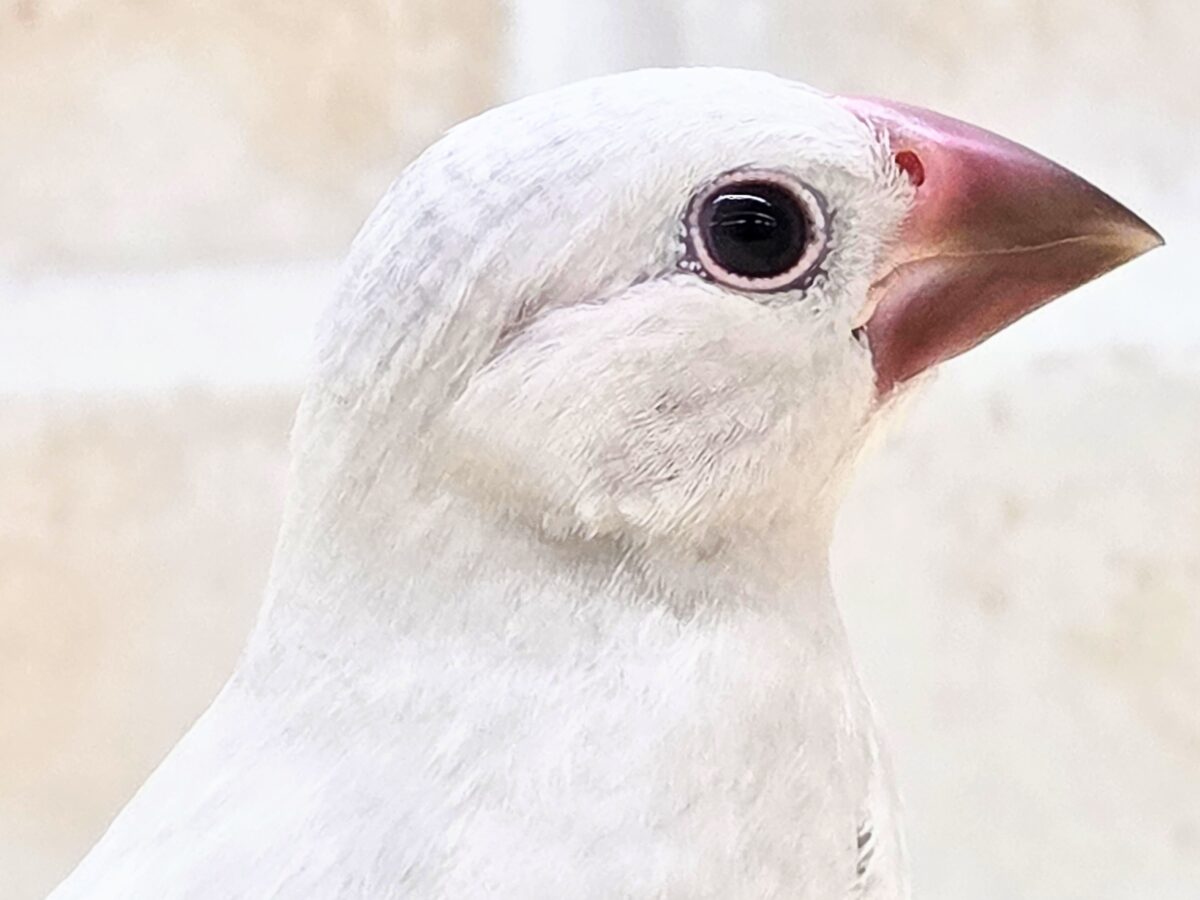 シルバー文鳥
