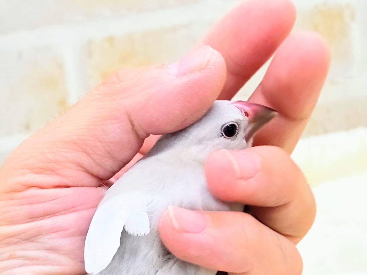 シルバー文鳥