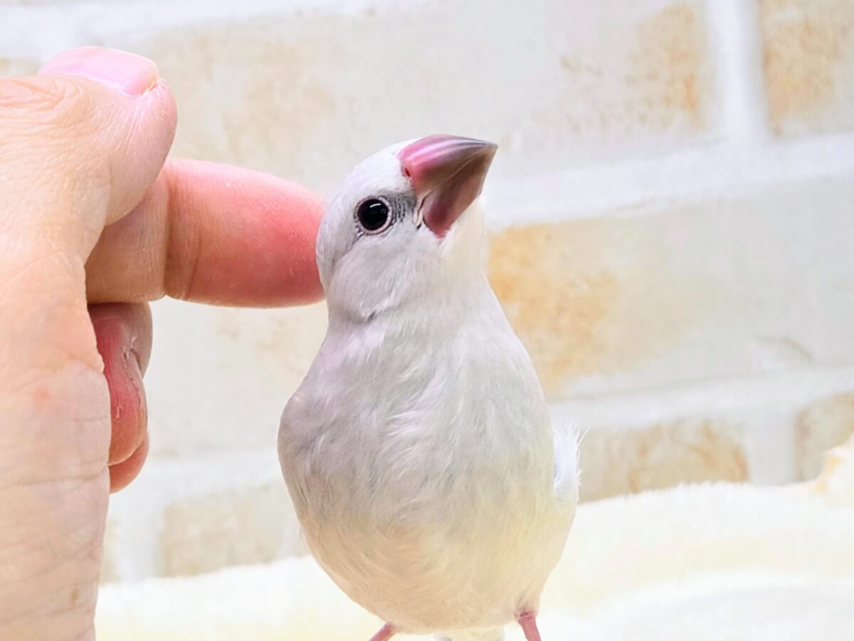 シルバー文鳥
