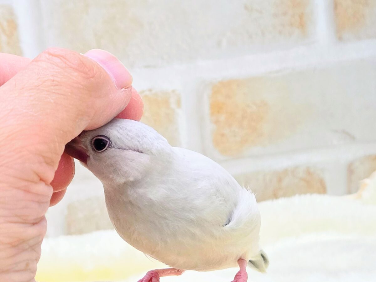 シルバー文鳥
