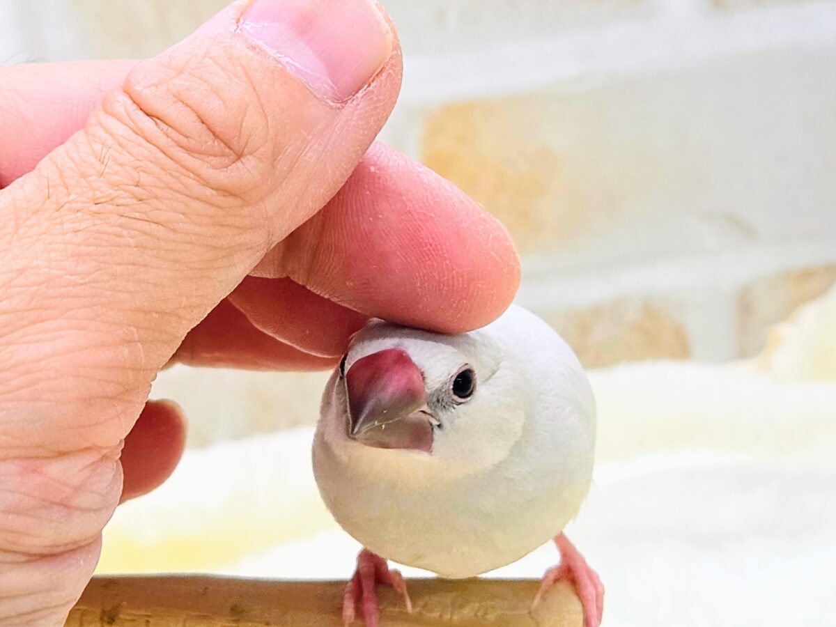 シルバー文鳥