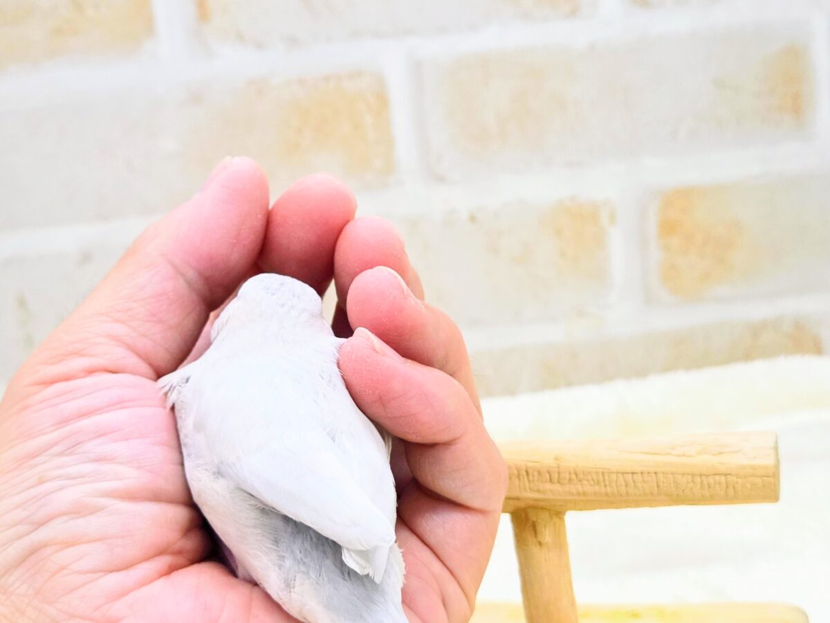 シルバー文鳥