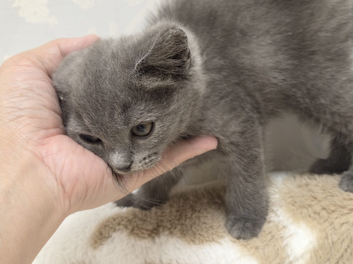 ブリティッシュショートヘア