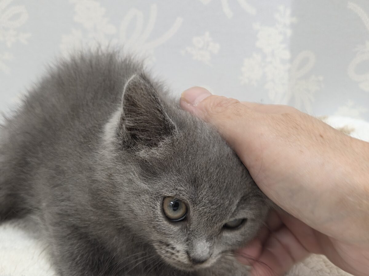 ブリティッシュショートヘア