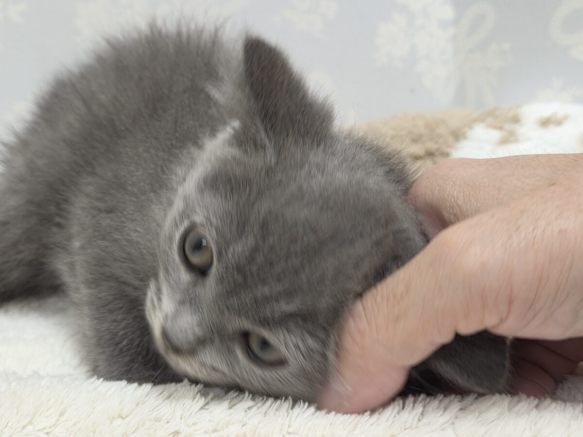 ブリティッシュショートヘア