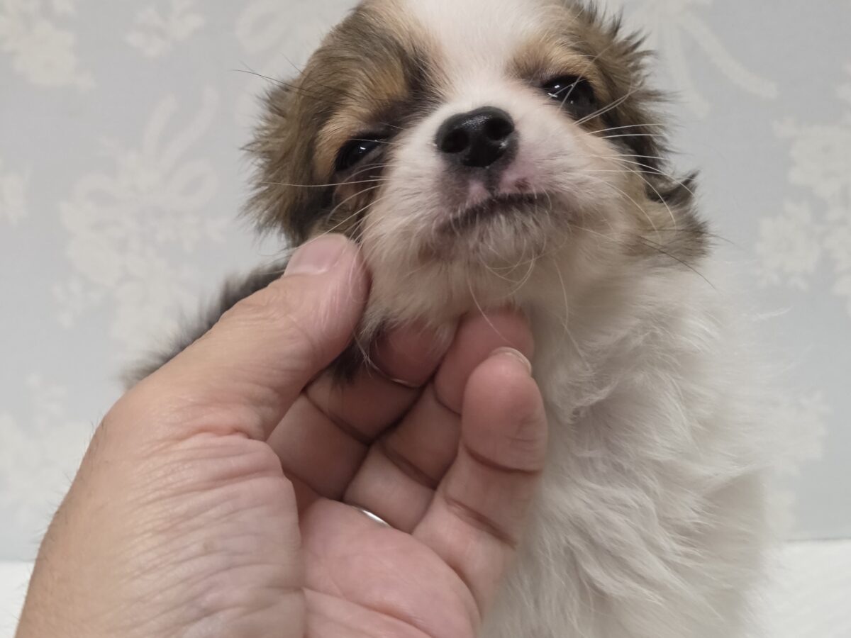 チワワ