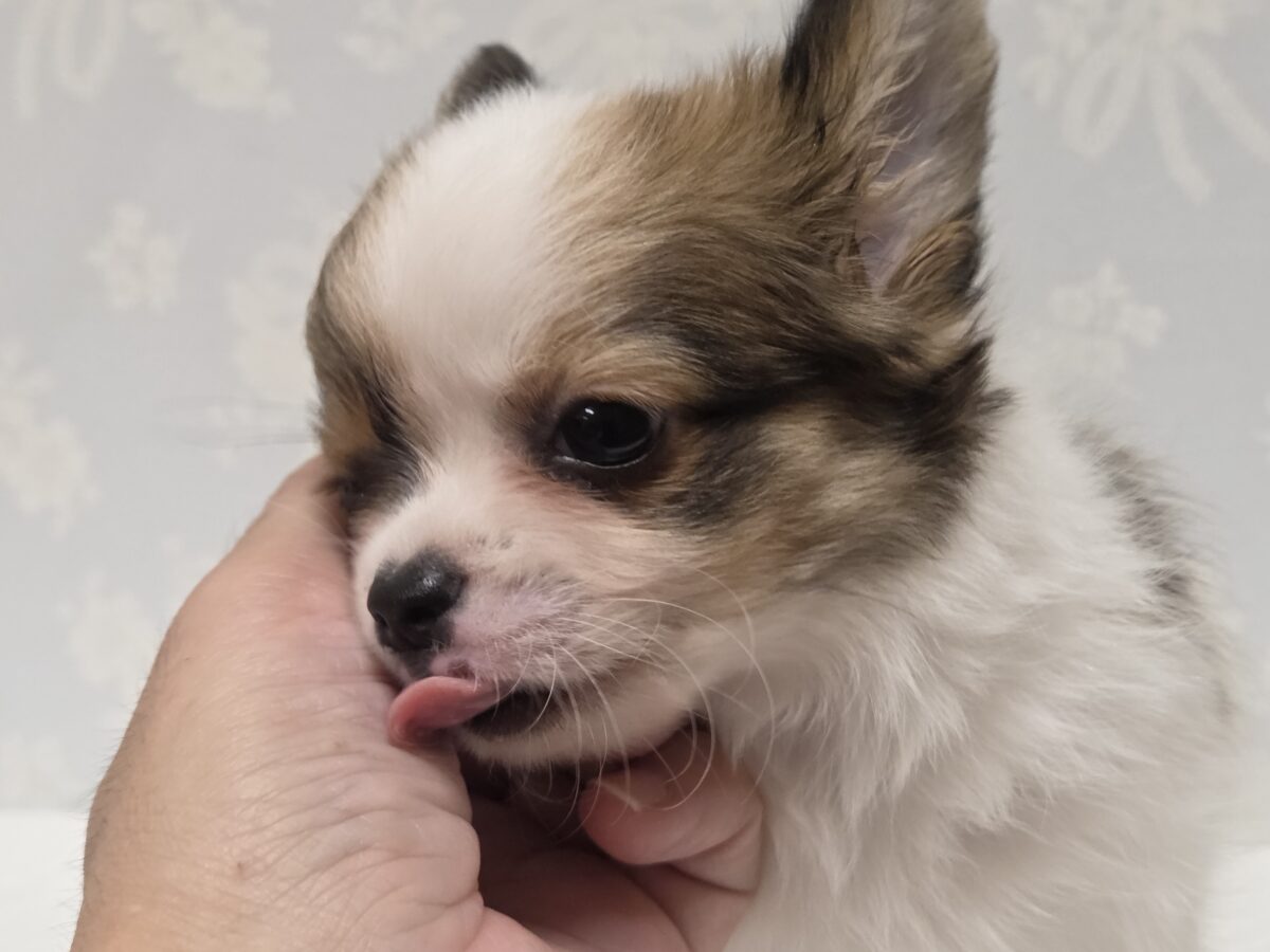 チワワ