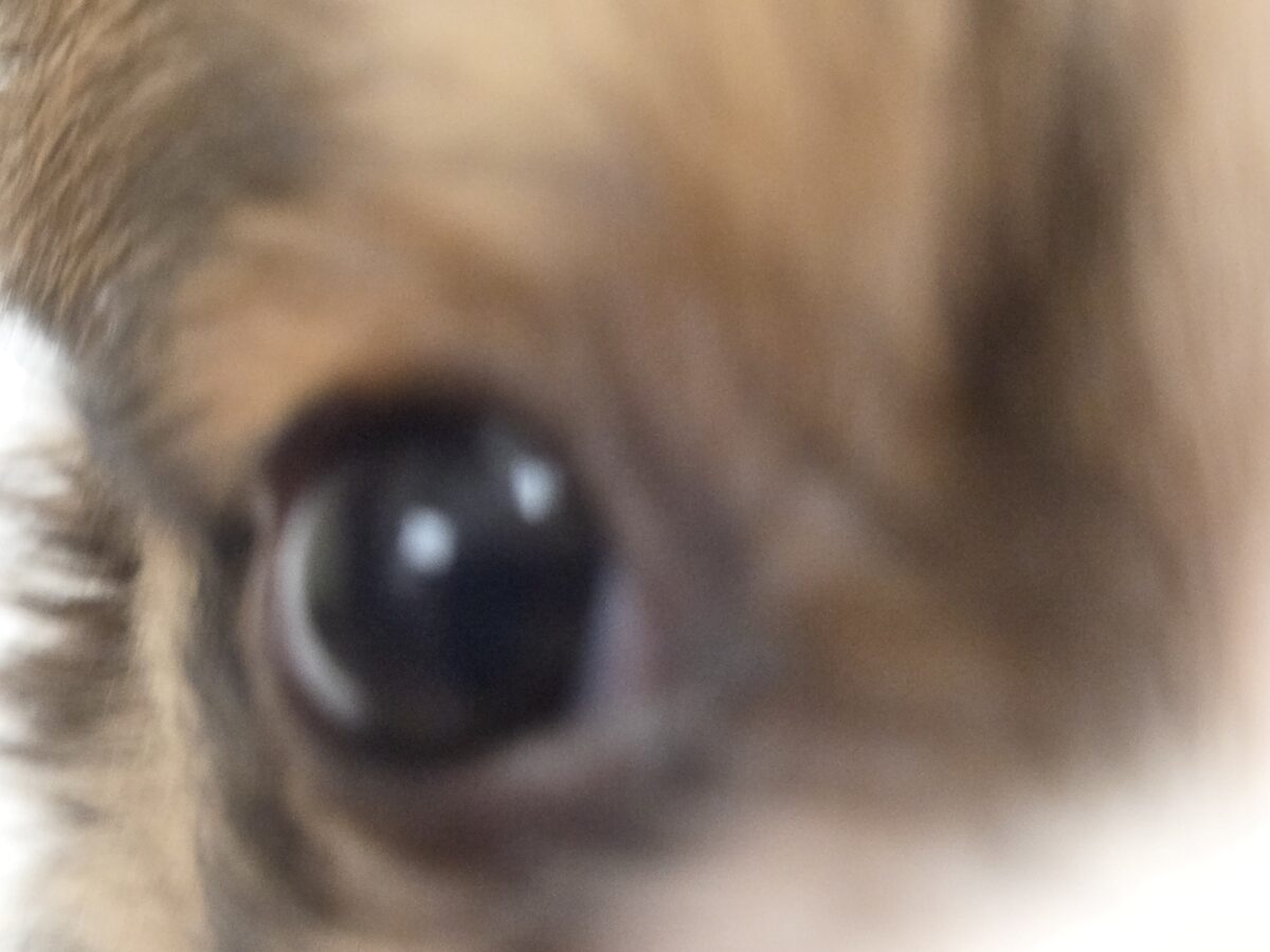 チワワ