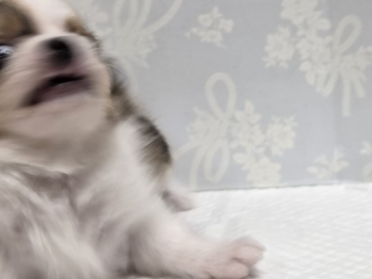 チワワ
