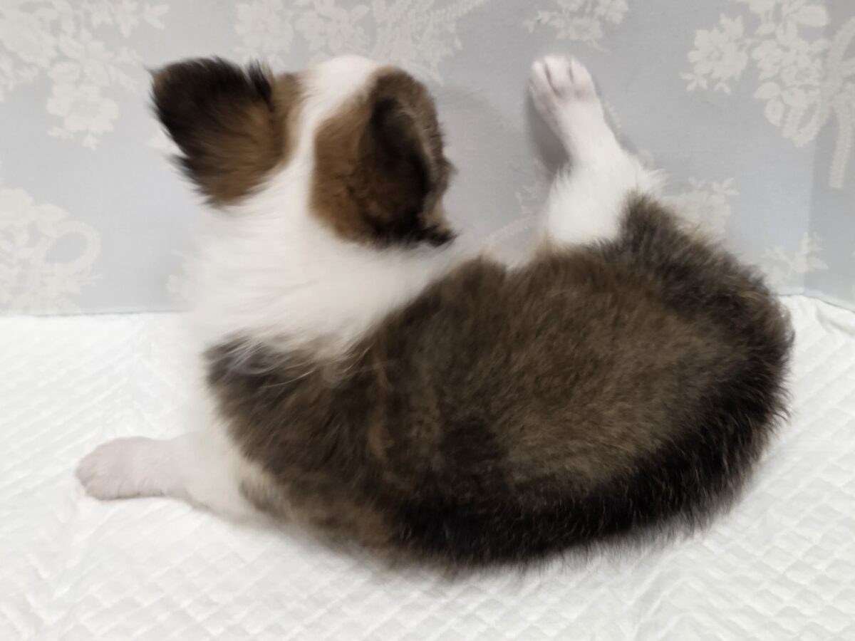 チワワ