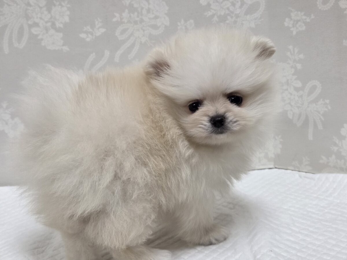 ポメラニアン
