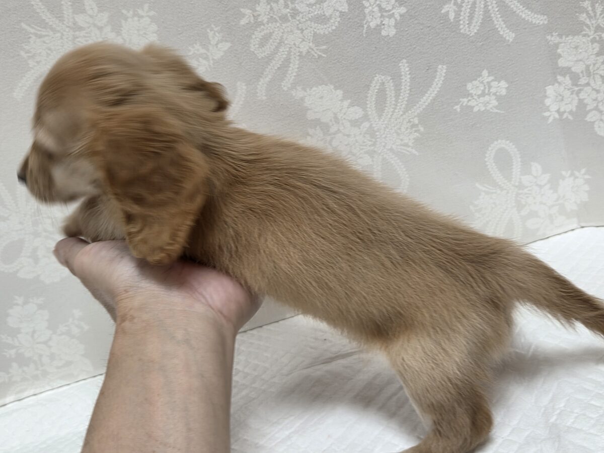 ミニチュアダックス