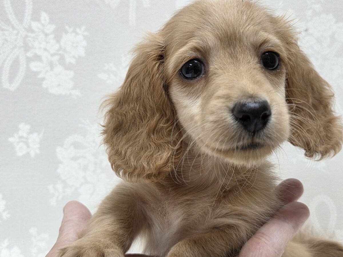 ミニチュアダックス　ゴールド　女のコ　下げ眉がたまりませぬ。。～～