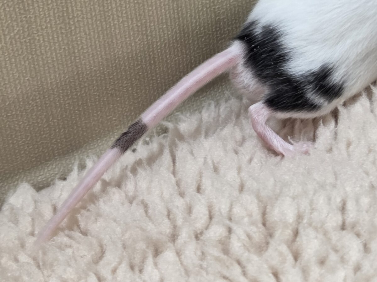 パンダマウス