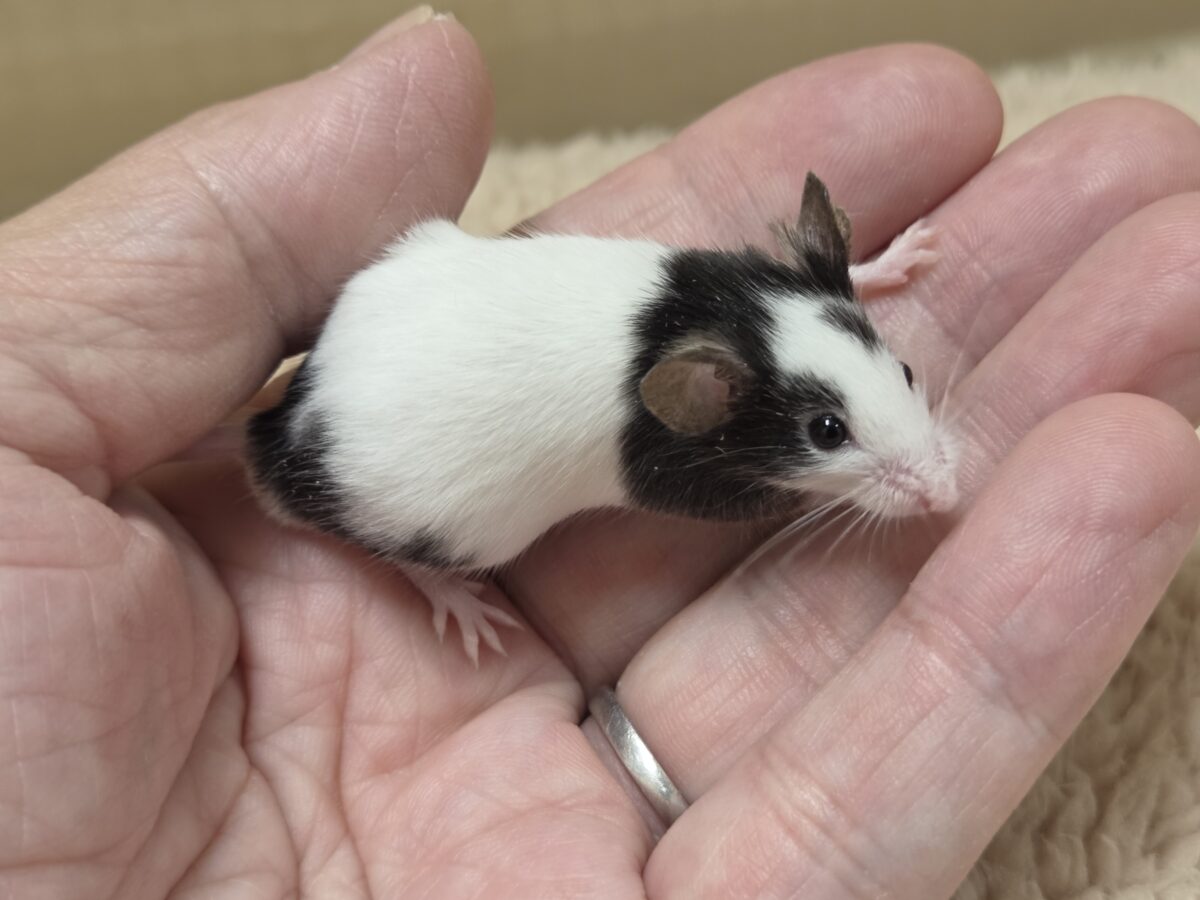 パンダマウス