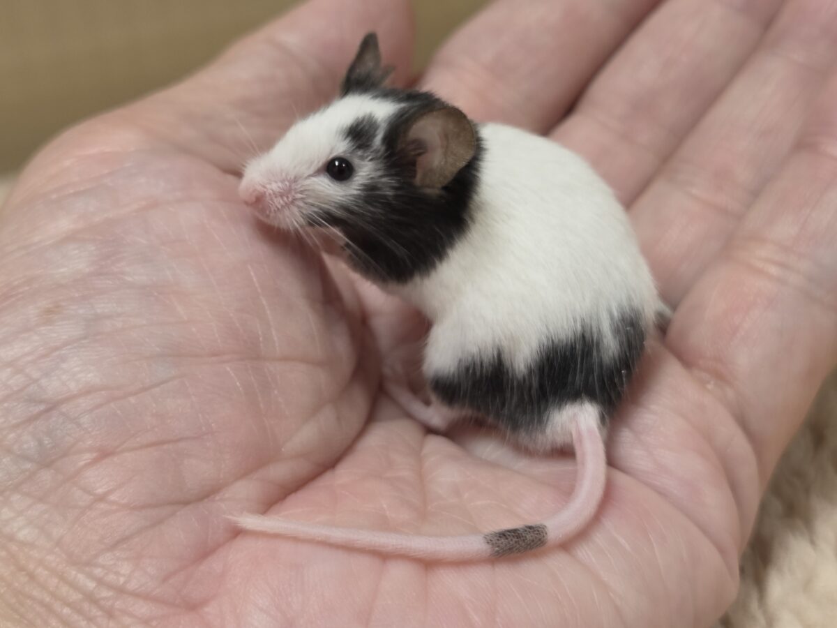 パンダマウス