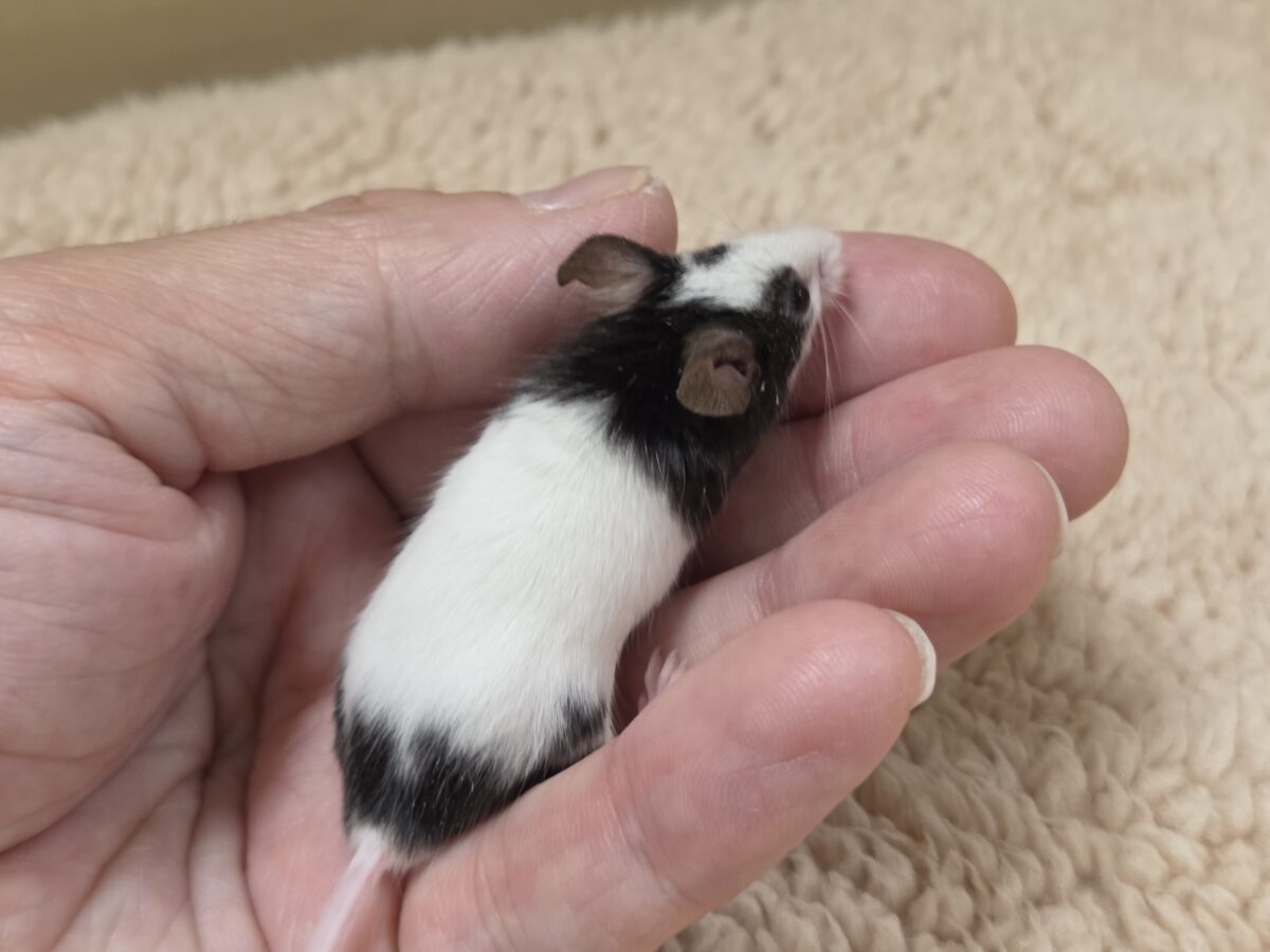 パンダマウス