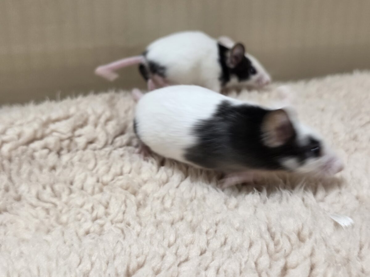 パンダマウス