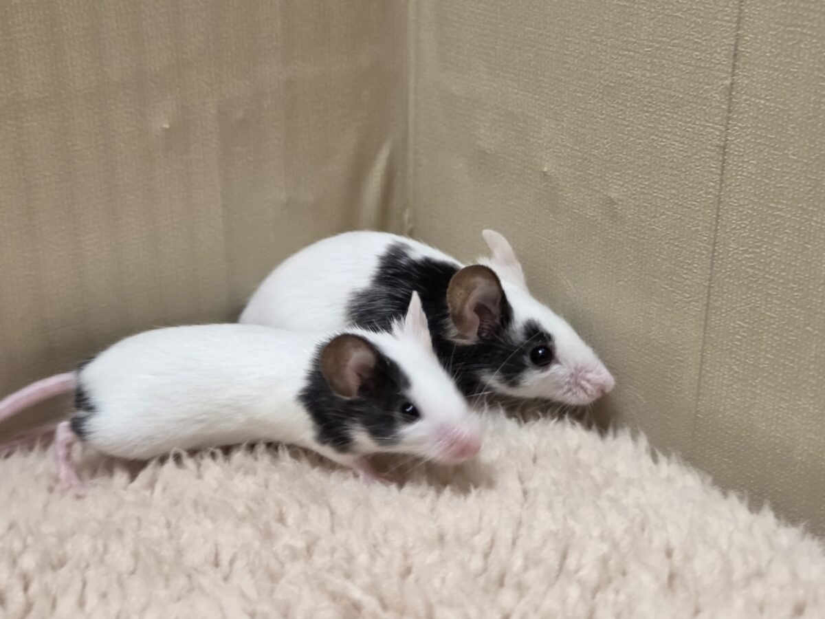 パンダマウス