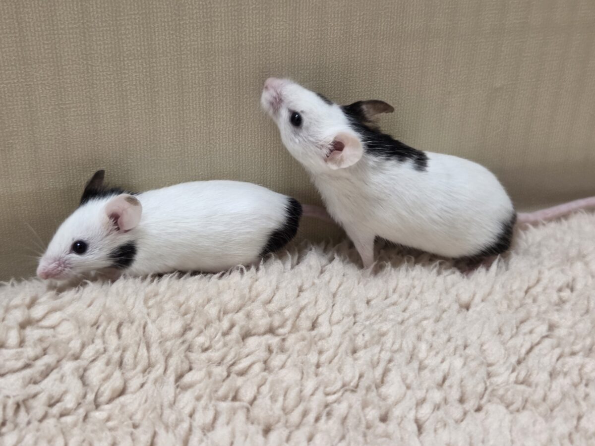 パンダマウス